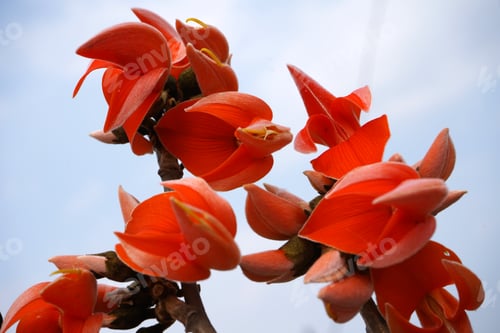 Preview: Butea Monosperma Or Palash Flower