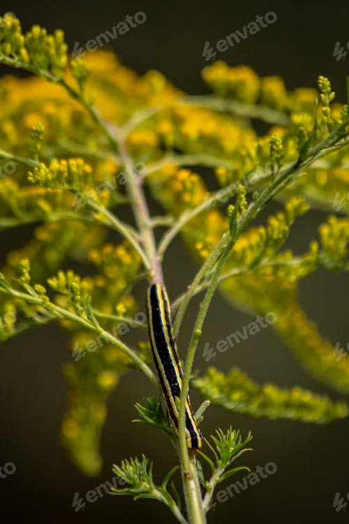 Preview: Yellow plant with caterpillar