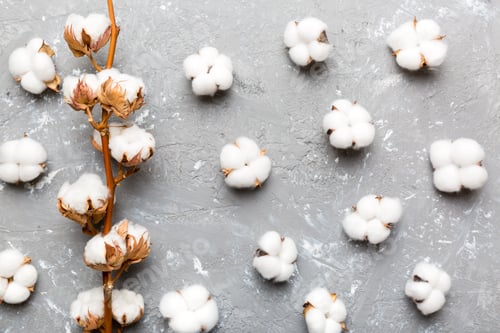 Preview: Autumn Floral Flat lay background composition. Dried white fluffy cotton flower