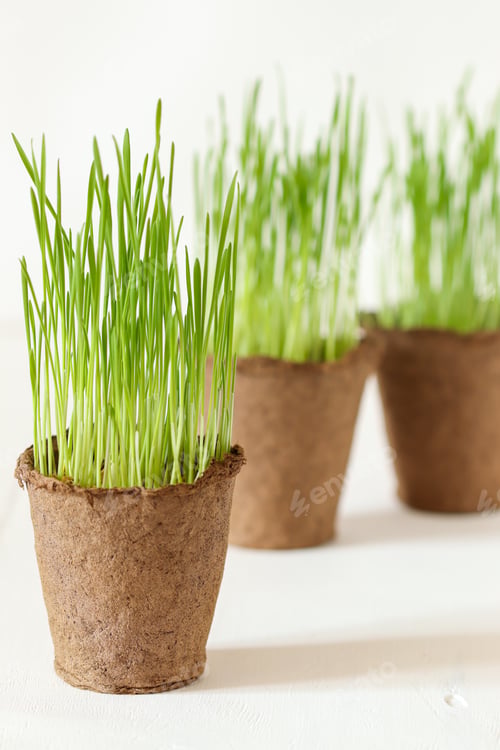 Preview: Green seedlings of wheat in peat pots on a light background.