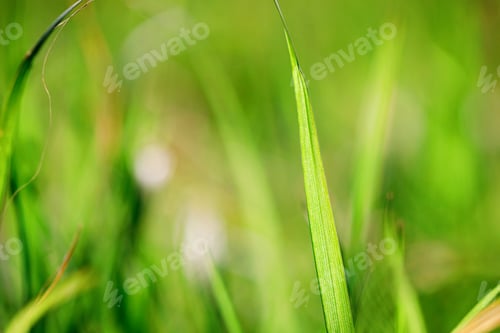 Preview: Nature green grass with bokeh background.