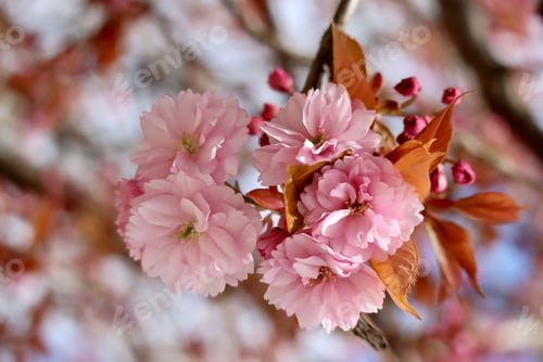 Preview: Beautiful Pink Blossoms Blooming on a Tree Branch