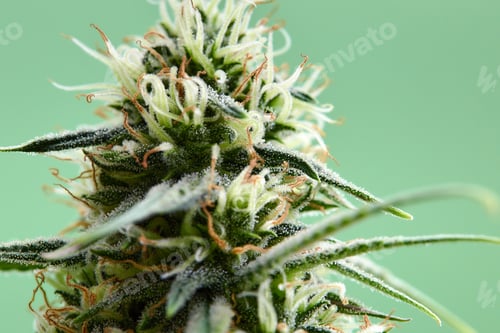 Preview: Cannabis bush close up. Tetrahydrocannabinol macro. Medical marijuana footage for design and
