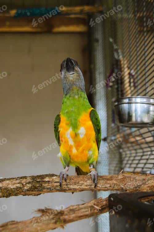 Preview: Parrot