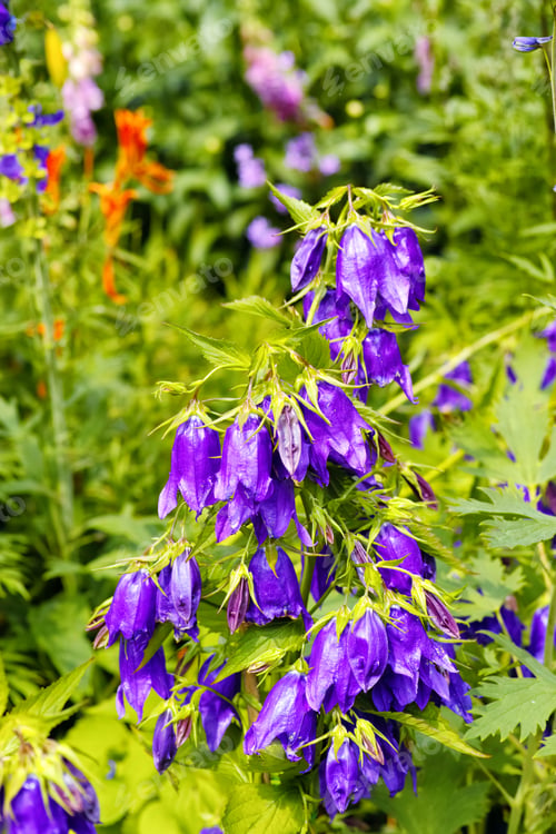 Preview: Beautiful flowers from my garden