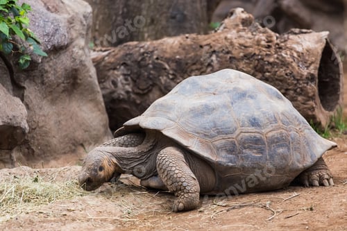 Preview: Giant turtle, dipsochelys gigantea in tropical island, Close up