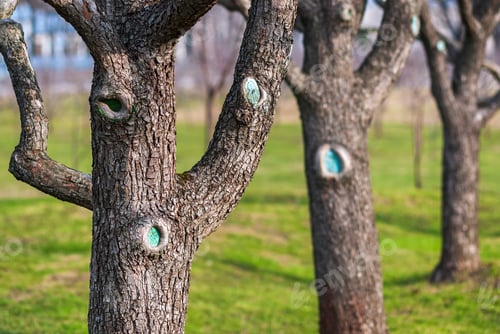 Preview: fruit trees in spring orchard - bare pear or apple trees on sunny day
