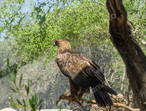Preview: A Golden Eagle perched on a tree branch