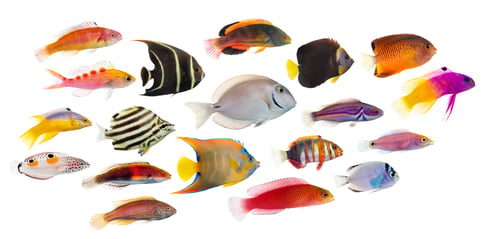 Preview: Many vibrant colorful tropical reef fish swimming