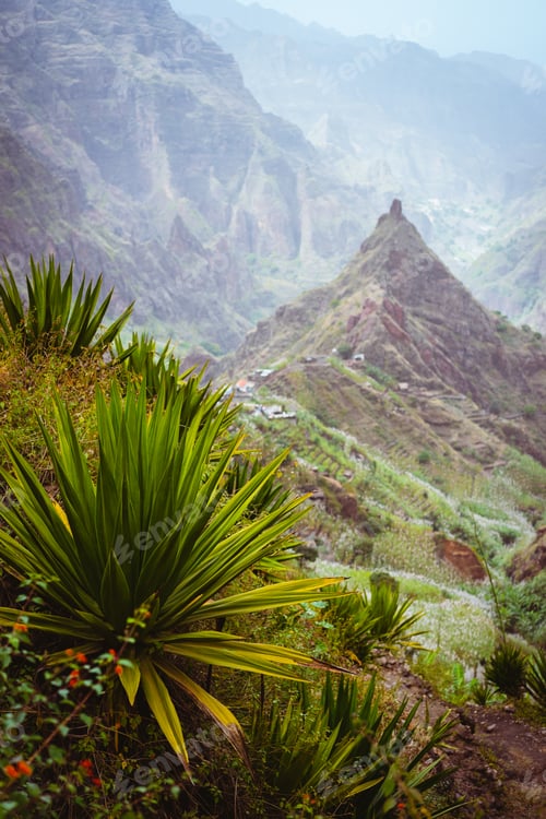 Preview: Yucca plants growing on the arid ground along trekking path way towards mountain peak of Xo-xo
