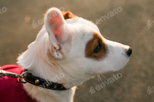 Preview: Adorable Jack Russell Terrier outdoors. Portrait of a little dog