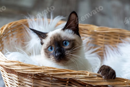 Preview: Cute kitten siamese cat indoor