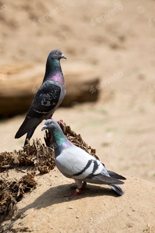 Preview: Pigeons in the glade