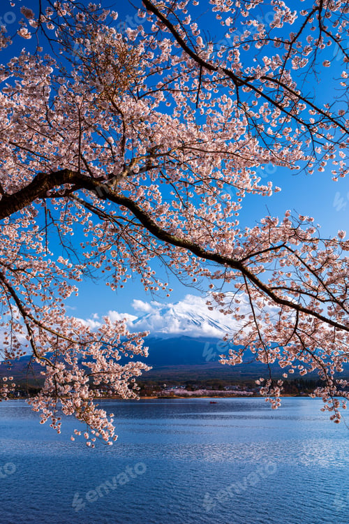 Preview: Mt. Fuji and Cherry Blossom at lake Kawaguchiko, Japan