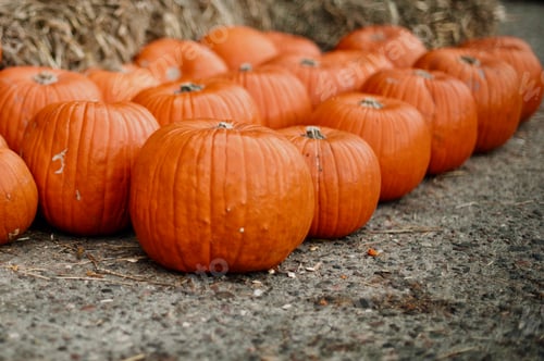 Preview: pumpkin