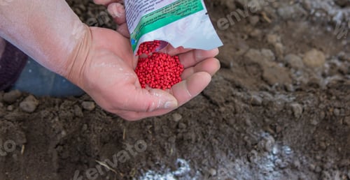 Preview: woman farmer sows beet seeds.
