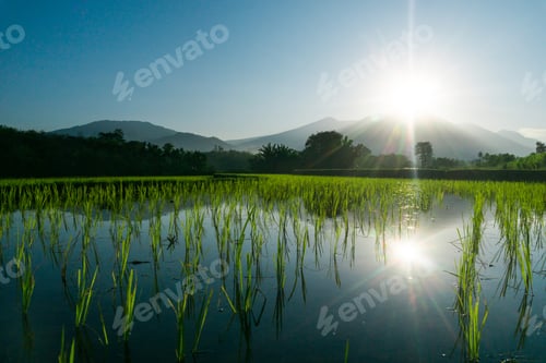 Preview: beautiful morning view indonesia panorama landscape beach with beauty color and sky natural light