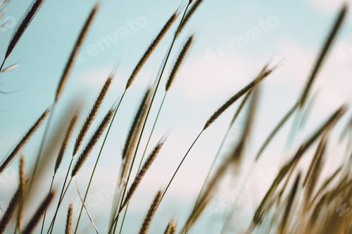 Preview: Beautiful natural background