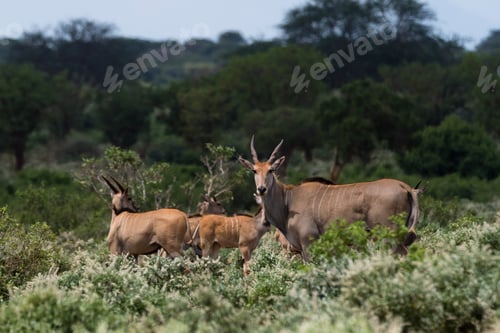 Preview: Portrait of Eland (Taurotragus oryx) in bush, Tsavo, Kenya