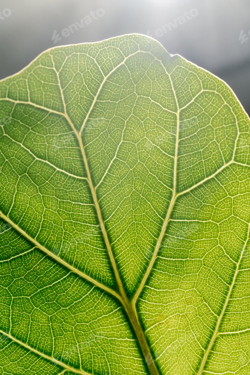 Preview: The leaf of the house plant is close.