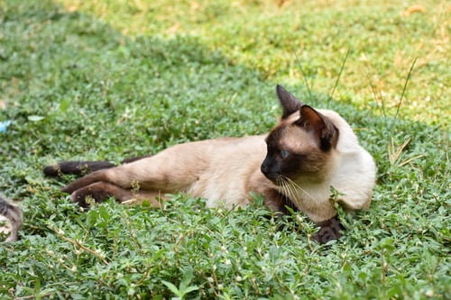 Preview: Cute baby tabby kitten in the grass on a summer day