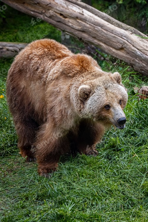 Preview: Asian brown bear walking on lush green grass in an outdoor enclosure