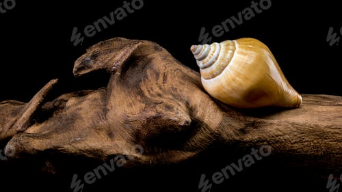 Preview: Laevistrombus canarium shell isolated on driftwood