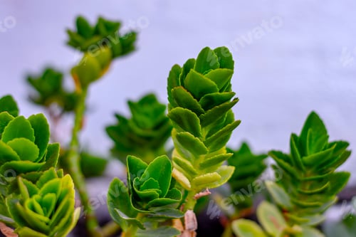 Preview: Green succulent leaf of subtropics. Front view on blurred bsckground