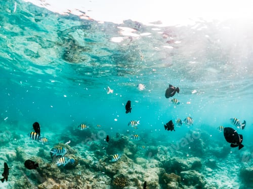 Preview: corals and tropical fish underwater sea life