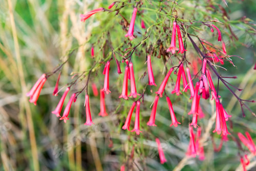 Preview: Fuchsia flower