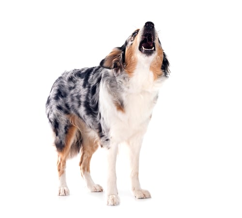 Preview: australian shepherd in studio