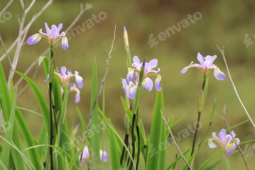 Preview: Beautiful shot of water irises on a blurred background