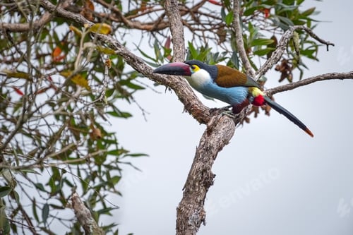 Preview: Colorful Black-billed Mountain-toucan (Andigena nigrirostris) perched on top of a tree