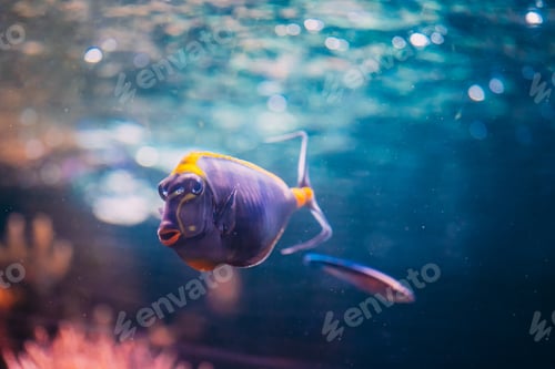 Preview: Barcheek Unicornfish - Clown Tang - Masked Unicornfish Fish Naso