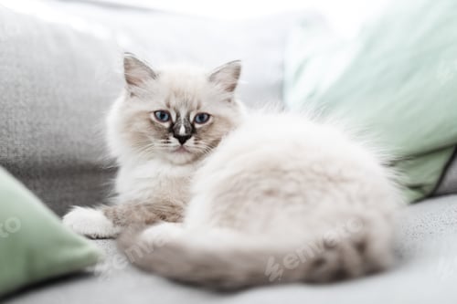 Preview: White ragdoll puppy on the sofa