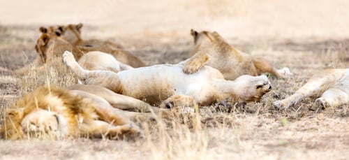 Preview: Sleeping lions in large pride at the savannah
