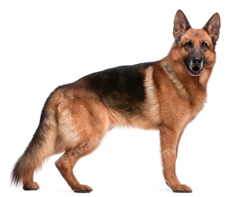 Preview: German Shepherd, 5 years old, in front of white background