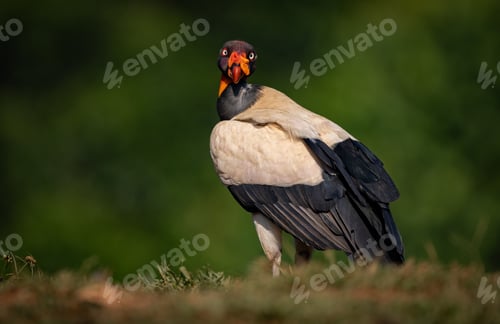Preview: King Vulture in Costa Rica