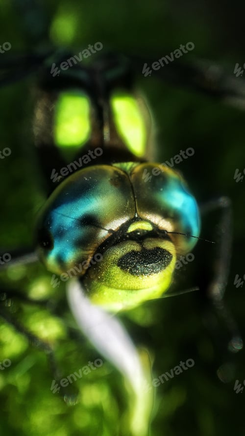 Preview: Dragonfly. Green. Macro