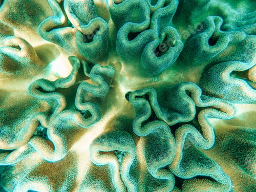 Preview: Coral reef in Raja Ampat