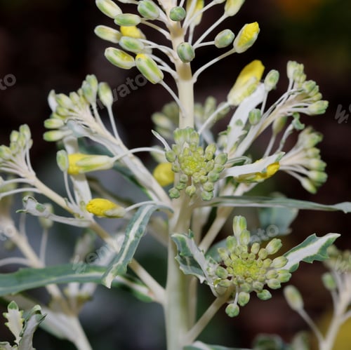 Preview: Close Up Photograph Of An Ornamental Vegetable Plant In A Garden. Selective Focus In The Center Of