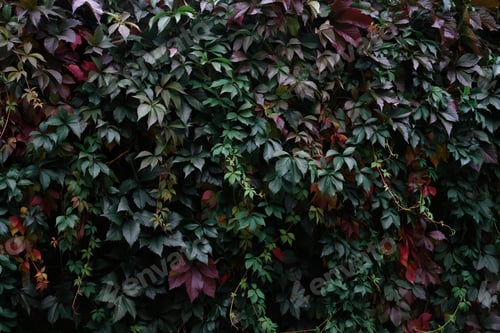 Preview: hedge climbing wild grapes dark autumn colors background