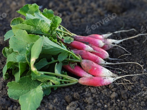 Preview: Freshly harvested red radishes lying on soil.