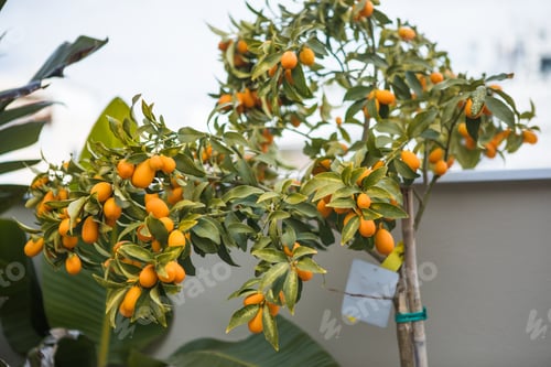 Preview: Kumquat tree in a garden. orange trees in orange grove. Citrus tree with kumquat fruit.