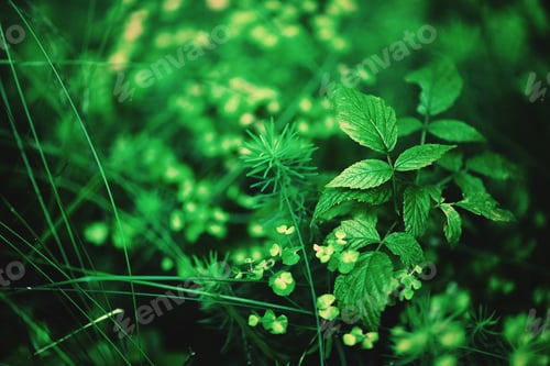 Preview: Small green leaves texture in forest. Wild nature. Summer concept. Copy space. Banner. Soft focus