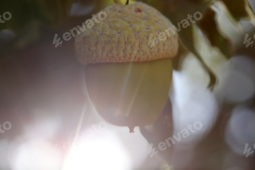 Preview: Fresh and young acorn on the tree