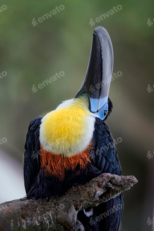 Preview: Elegant Toucan Perched on a Branch in Nature