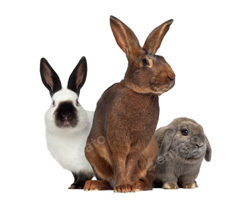 Preview: Belgian Hare and Russian rabbit and Holland Lop rabbit isolated on whiteisolated on white