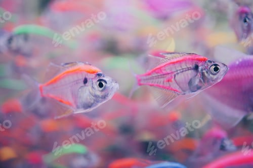 Preview: Colorful Fish underwater