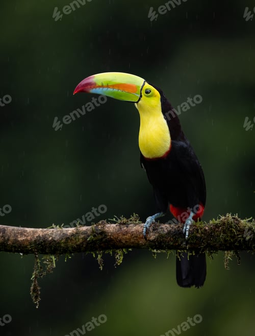 Preview: Toucan in Costa Rica